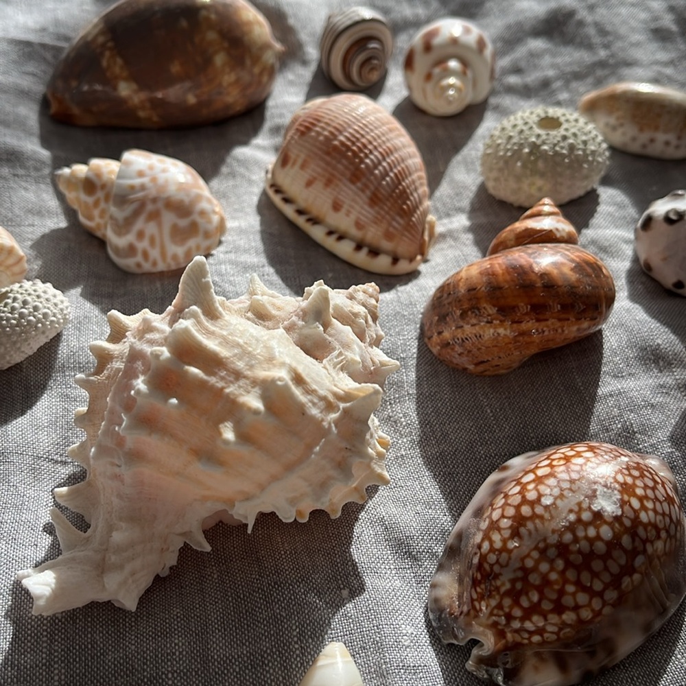Beautiful Sea Shell Collection
